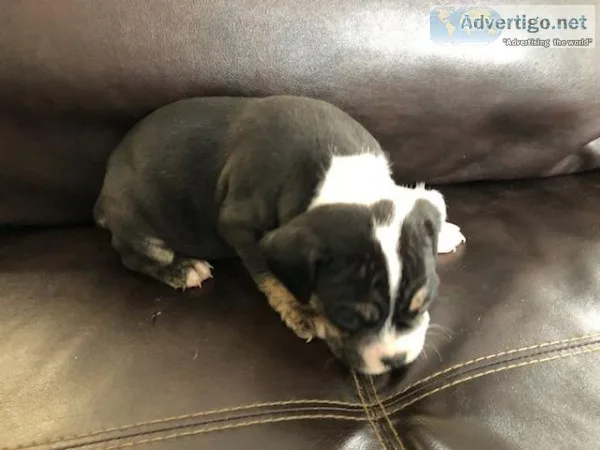 OLDE ENGLISH BULLDOGGE MALE PUPPY - BLACK TRINDLE - PENDING