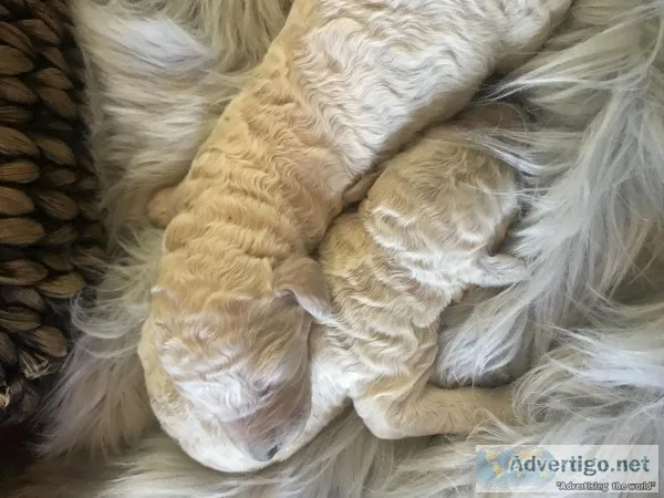 Standard Poodle Puppies