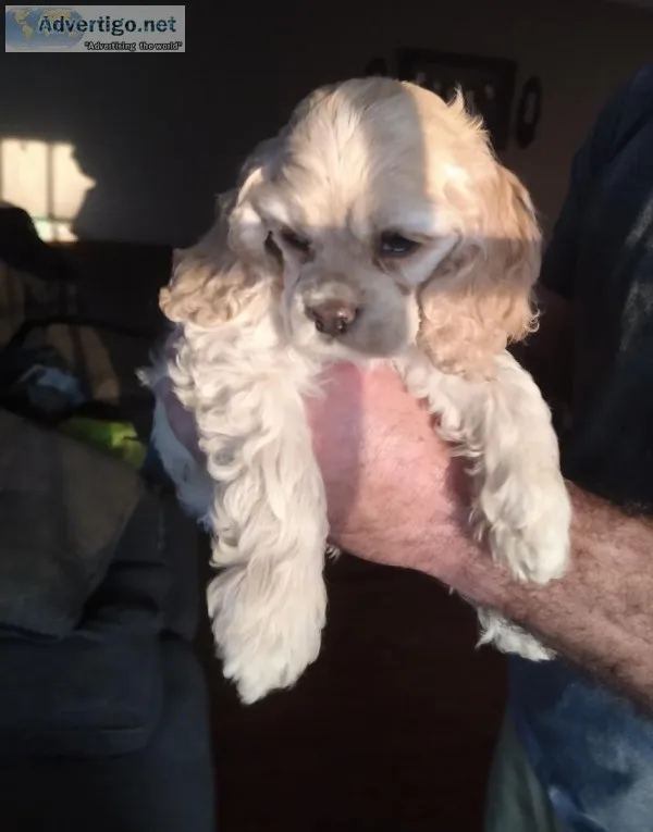 American Cocker Female AKC