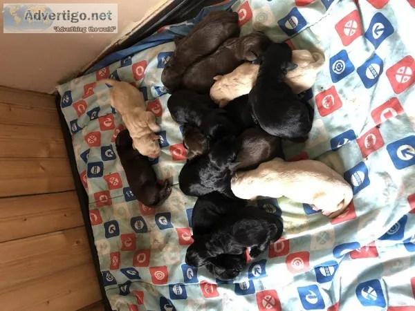 Lab puppies