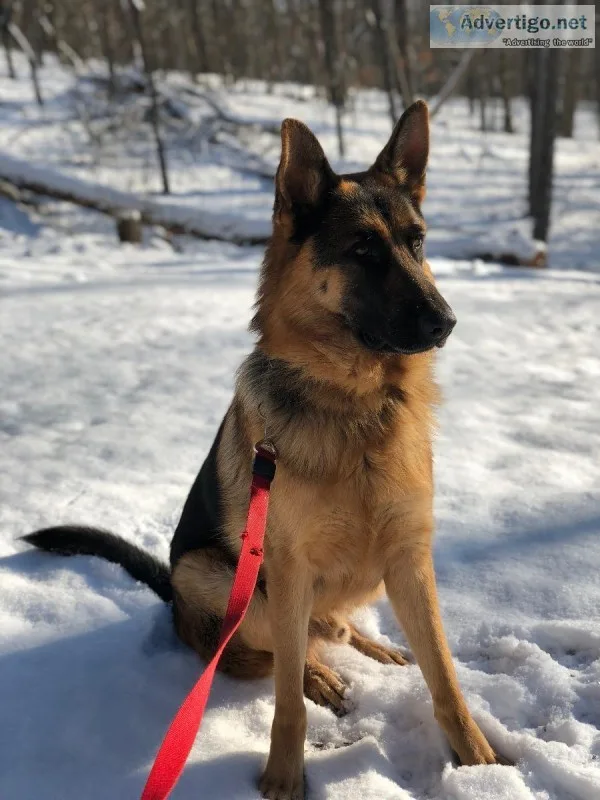 3 year old trained purebred German Shepherd