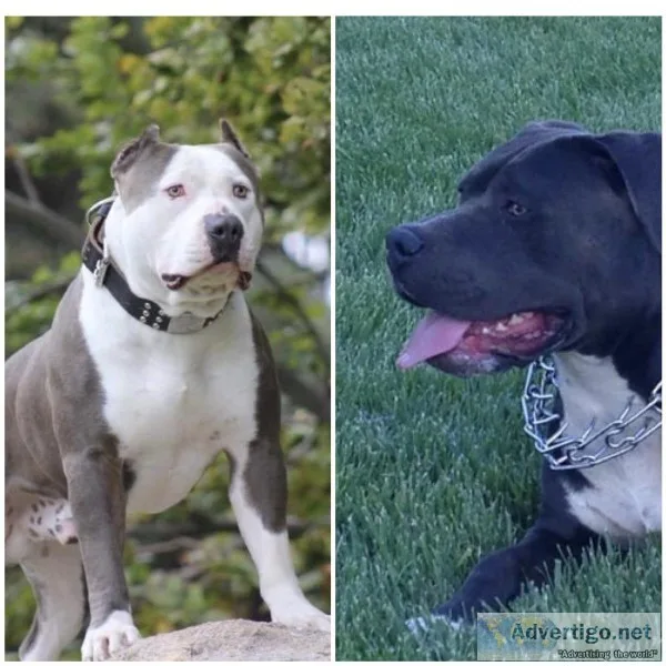 XXL AMERICAN BULLY