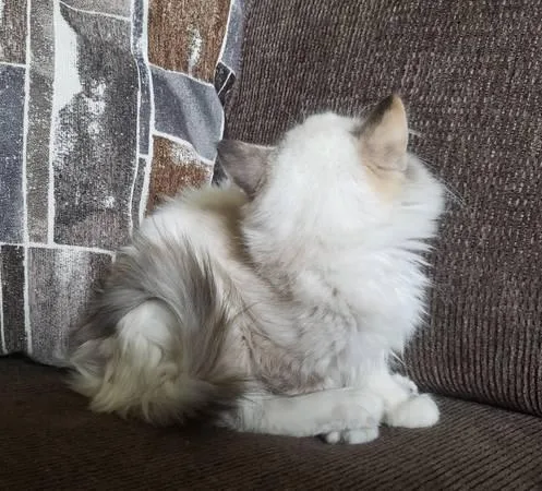 Gorgeous purebred ragdoll kitten LAST ONE
