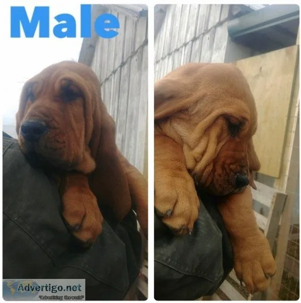 Registered Bloodhounds