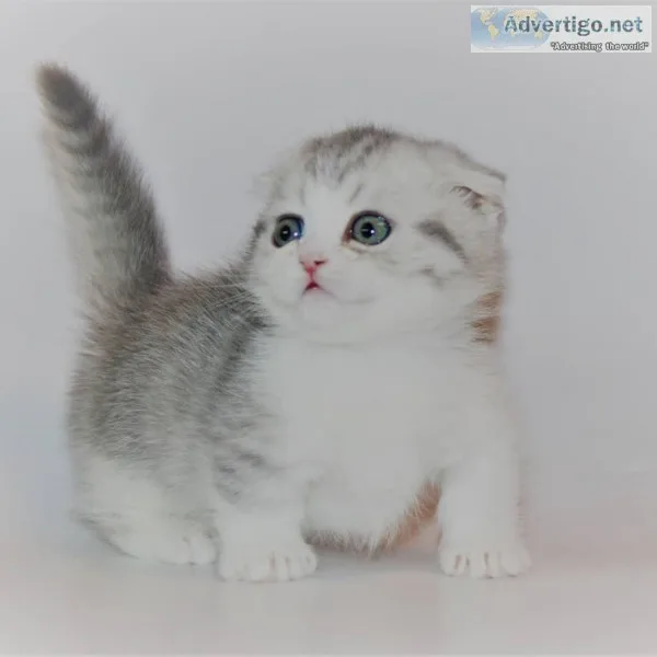 Scottishfold up for sale