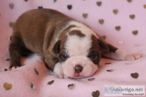 CKC Boston Terrier Puppies 
