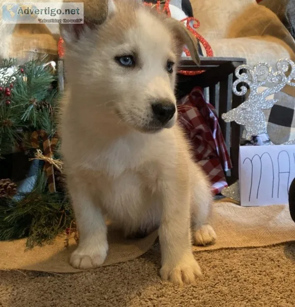 Siberian Husky Pups