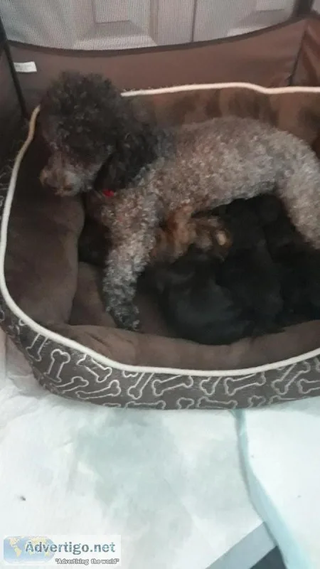 Adorable Yorkie-poos puppies