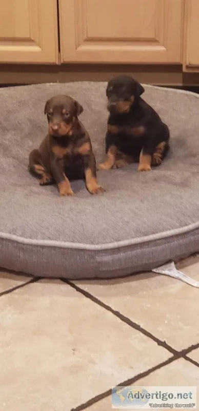 Akc doberman Pinscher puppies