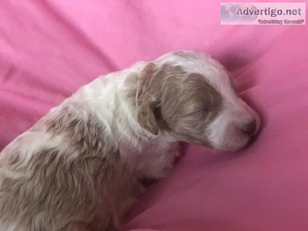 Goldendoodle puppies