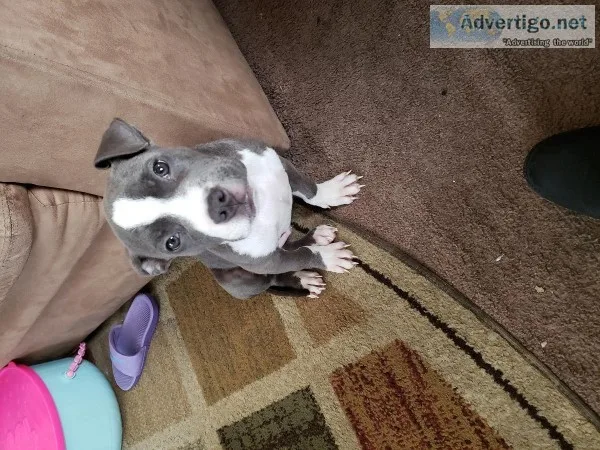 Pitbull puppy