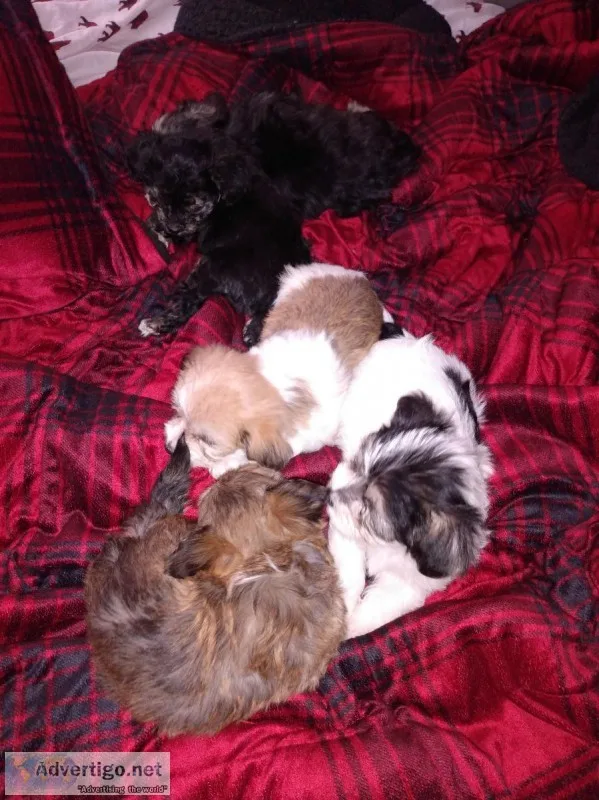 Havanesemorkie puppies for sales