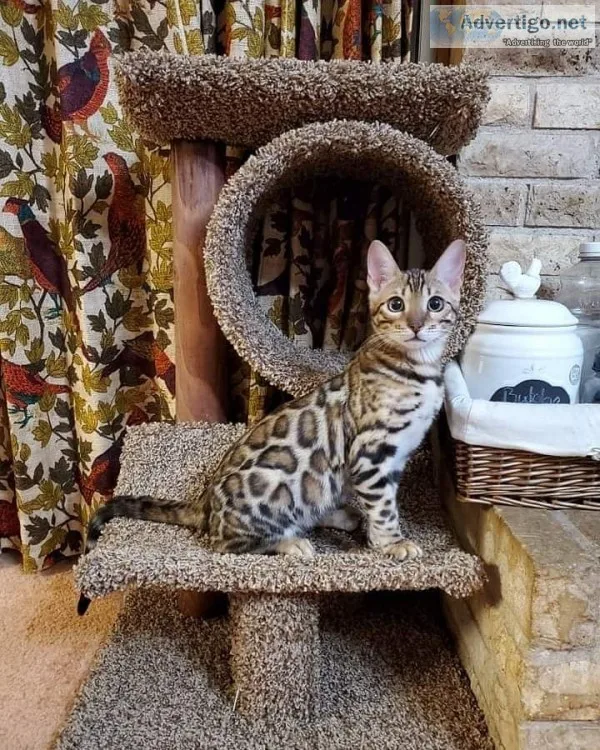 Tica registered bengal kittens