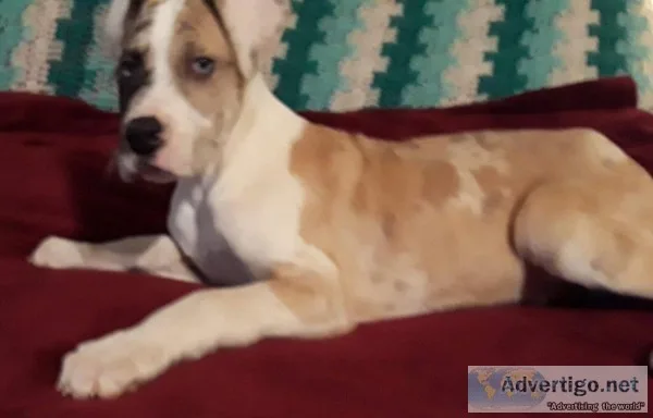 AKC Great Dane puppy