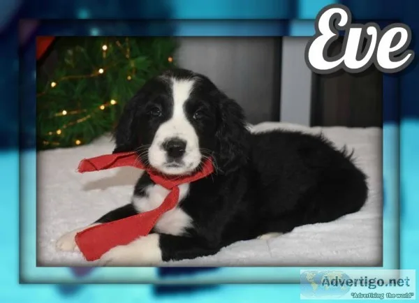 Eve Female Bernedoodle