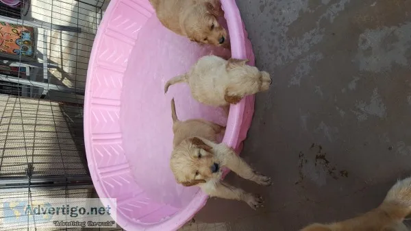 Goldendoodle puppies
