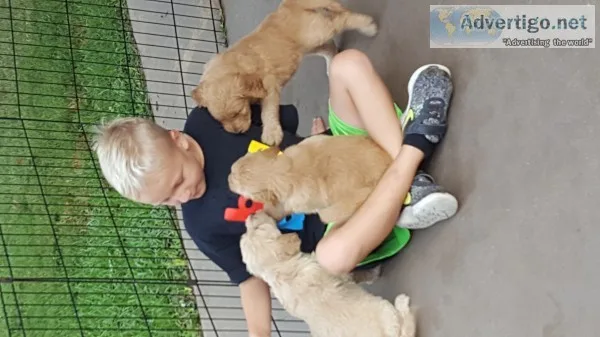 Goldendoodle puppies
