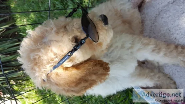 Goldendoodle puppies