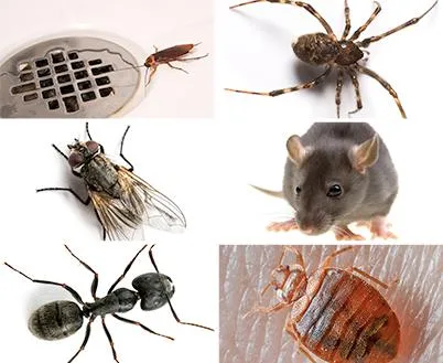Pest Control Bayswater