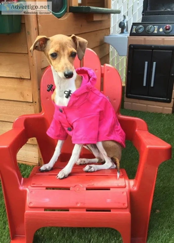 Italian Greyhound Female Pure 4 years old