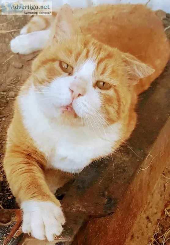 Moving anyone need some great barn cats