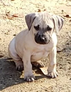 Black Mouth Cur puppies