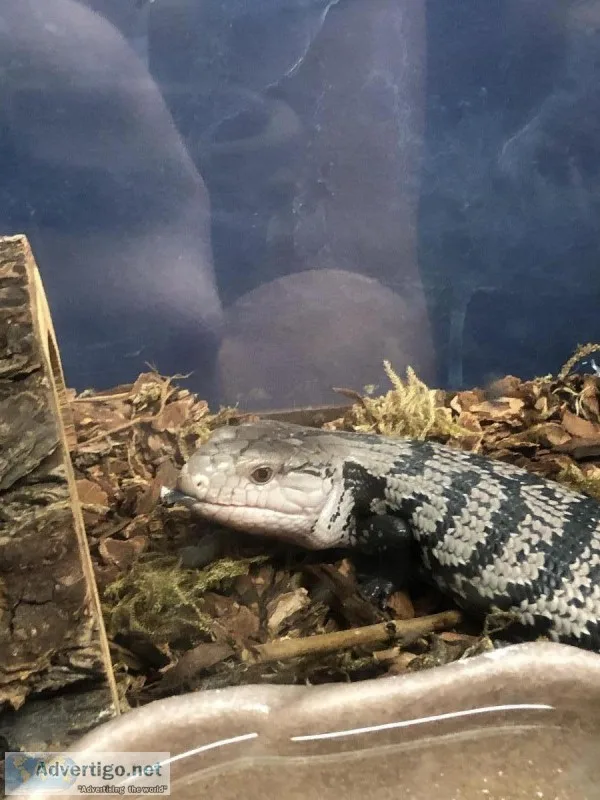 Halmahera Blue Tongue Skink