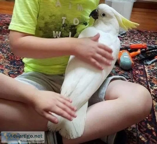 Smart Talking Cute sulphur-crested cockatoo parrots ready for sa