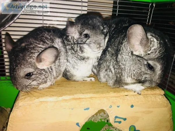 Adorable Baby Chinchillas