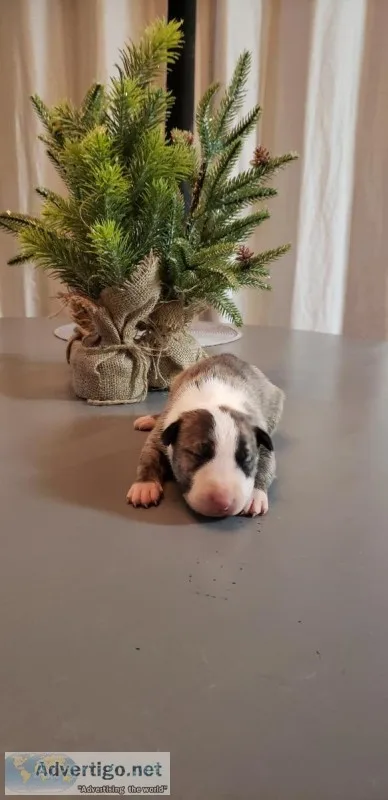 Akc Bullterriers