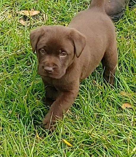 ffy Chocolate Labradore Retriever Pups
