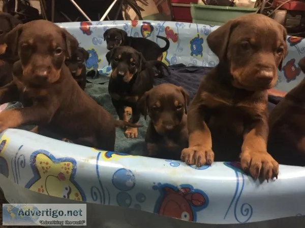 Dobermans puppies for rehoming