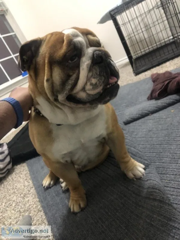 English Bulldog