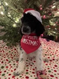 AKC Standard Poodle Puppies