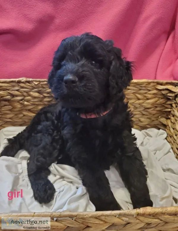 F1B Goldendoodle Puppies