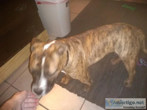 Staffordshire Bull Terrier 9 months