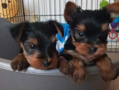 Gorgeous super tiny parti AKC Yorkshire (Yorkie) Terrier puppy