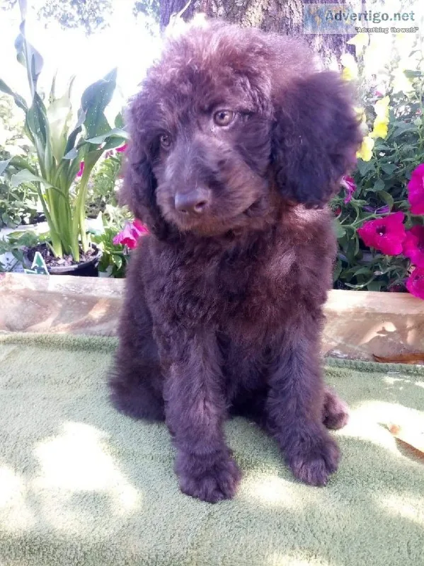 Labradoodle F2B puppies