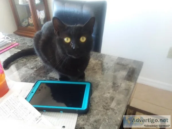 friendly house cat looking for new home