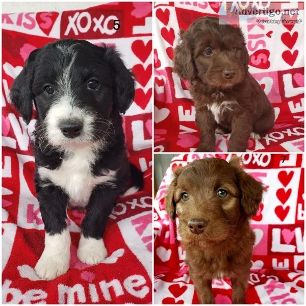 F1 standard Aussidoodles
