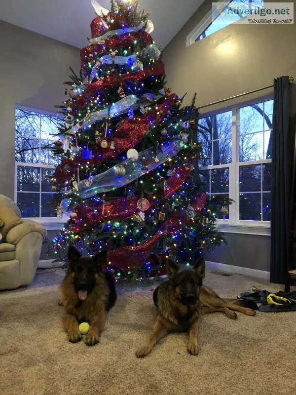 German Shepherd pups