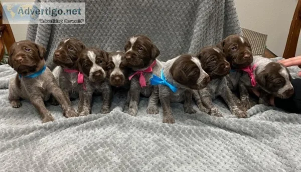 AKC wirehaired pointing griffon