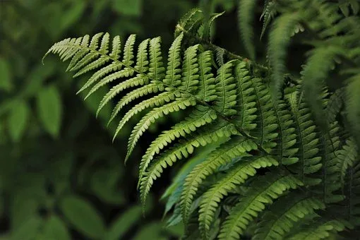 Buy  Indoor Plant Food