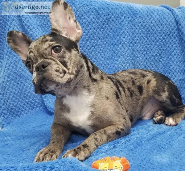 Imported from Hungary Chocolate Merle French Bulldog