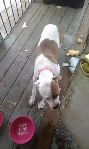 Sweet boxer mix