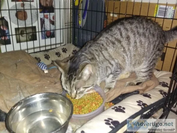 This Friendly Cat Needs a Home