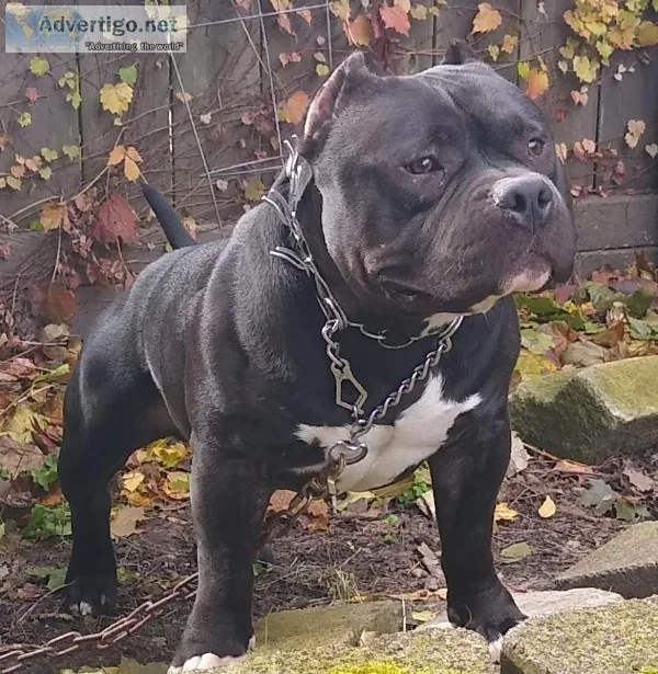 American Bully
