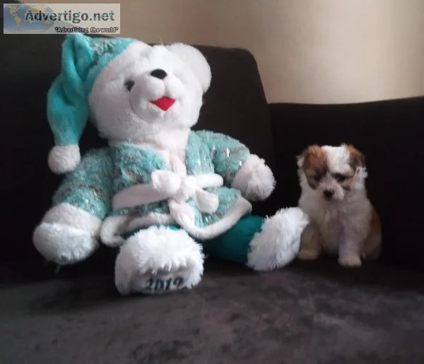 Malshi puppies