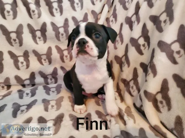 BOSTON TERRIER PUPPIES