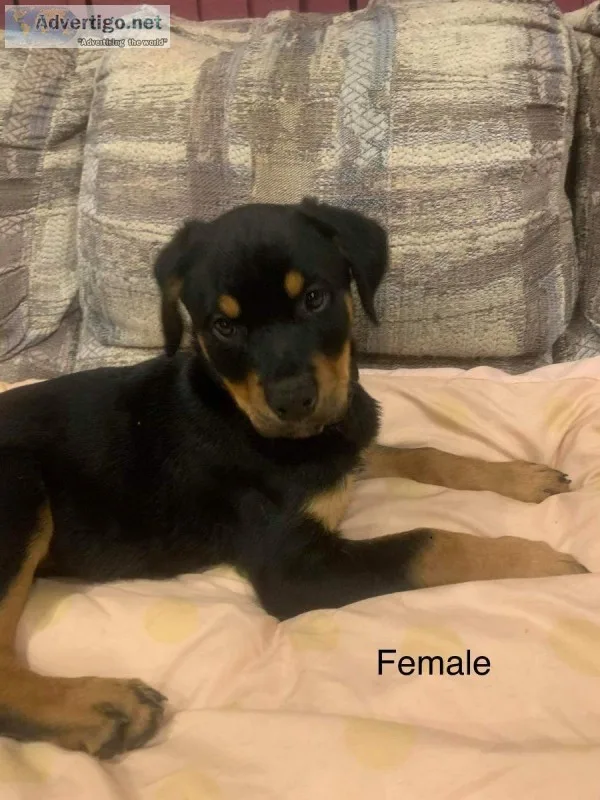 RottweilerDoberman